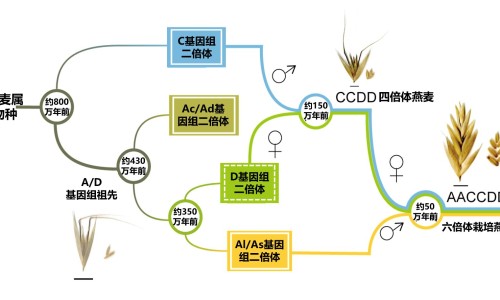狗狗身上的真菌图片网- 狗狗身上真菌感染图片知识,分享狗狗身上真菌感染图片